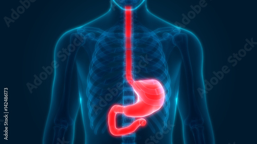 Human Digestive system Anatomy (Stomach) Anterior