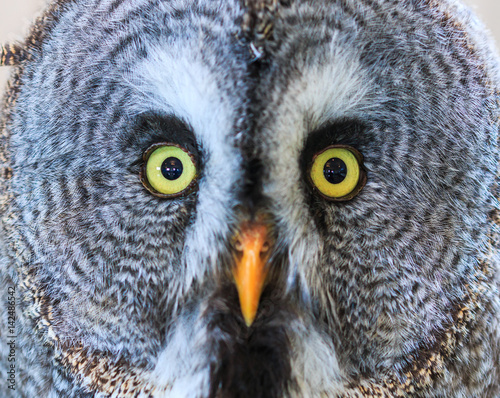 Great Grey Owl or Strix nebulosa which living in North America