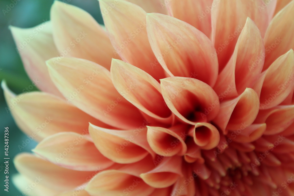 Dahlia in bloom Dahlia in bloom