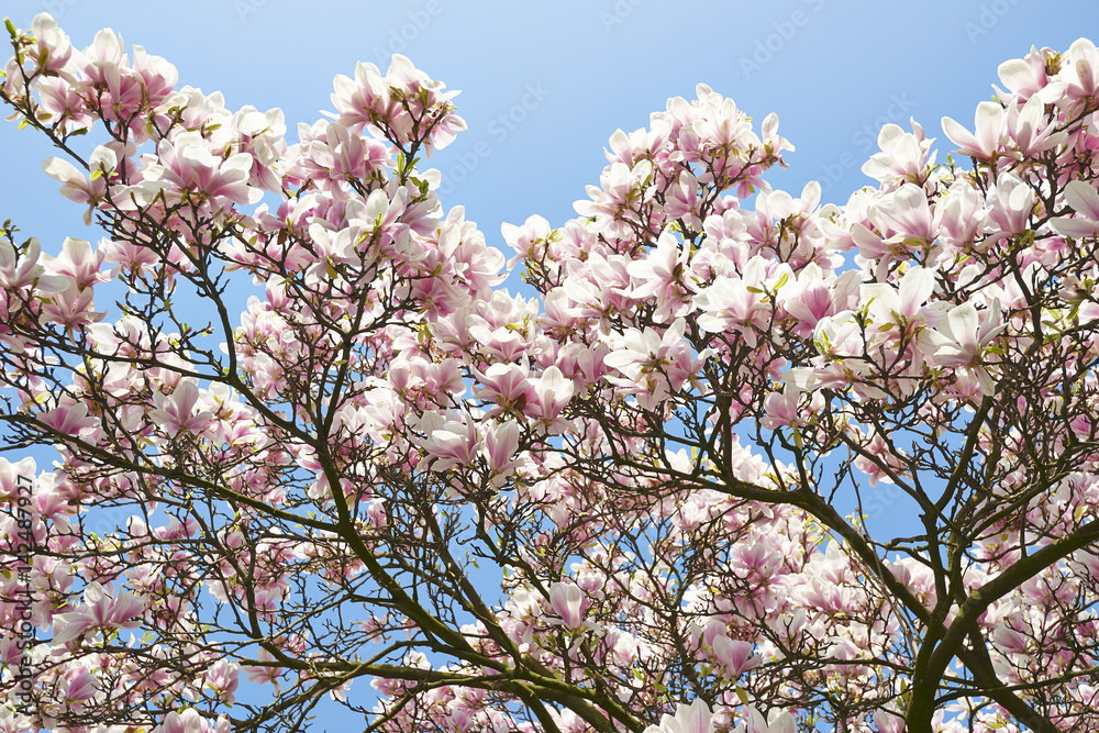 Beautifull Magnolia tree and flowers in easter
