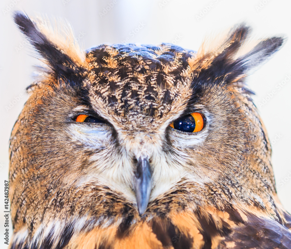 Fototapeta premium Eagle owl or Eurasian eagle owl or Bubo bubo