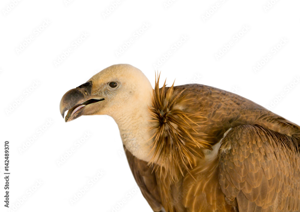 Large predatory bird of an animal brown griffin on a white background Large predatory bird of an animal brown griffin on a white background