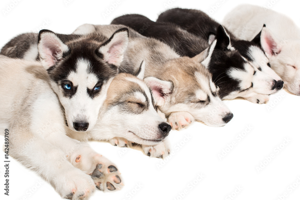 Group of puppies breed the Huskies isolated on white background Group of puppies breed the Huskies isolated on white background