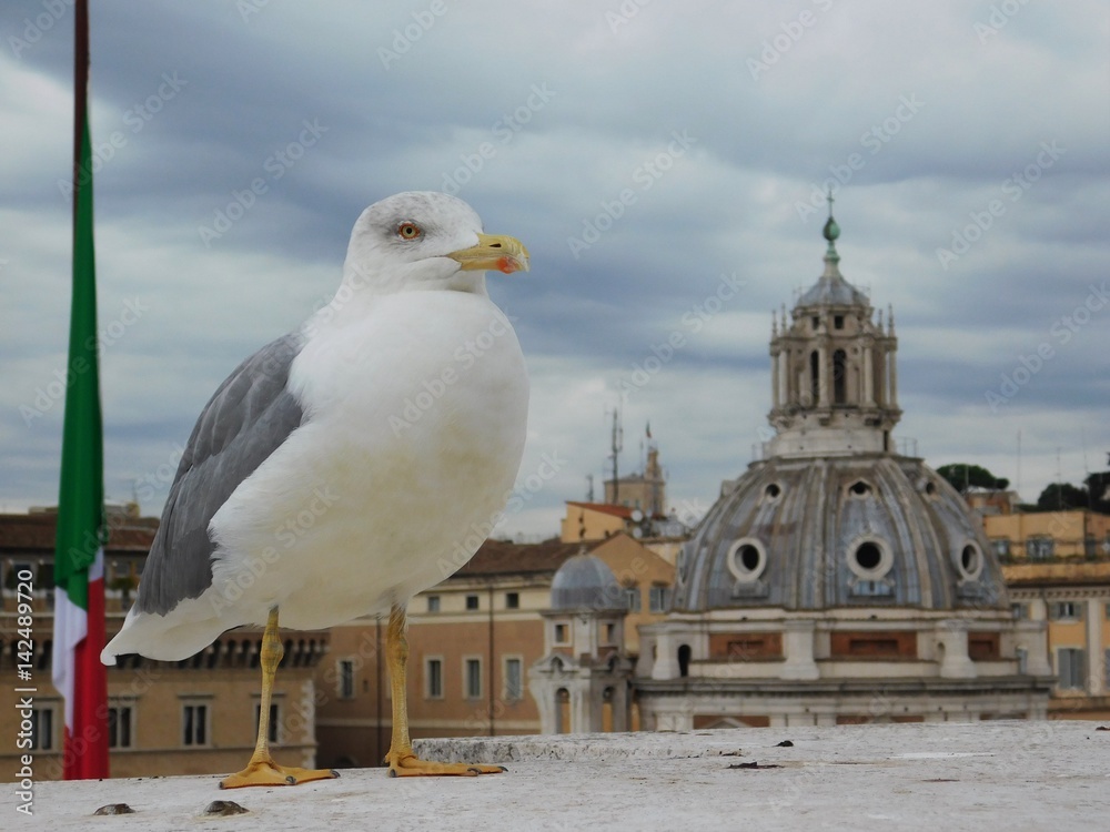 Seagull - Rome Seagull - Rome