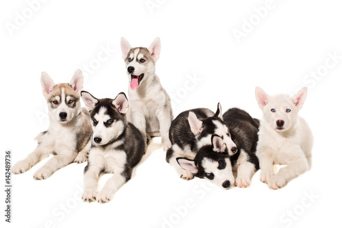 Group of puppies breed the Huskies isolated on white background © nazarovsergey