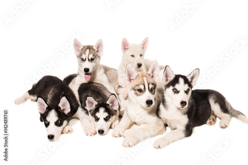 Group of puppies breed the Huskies isolated on white background