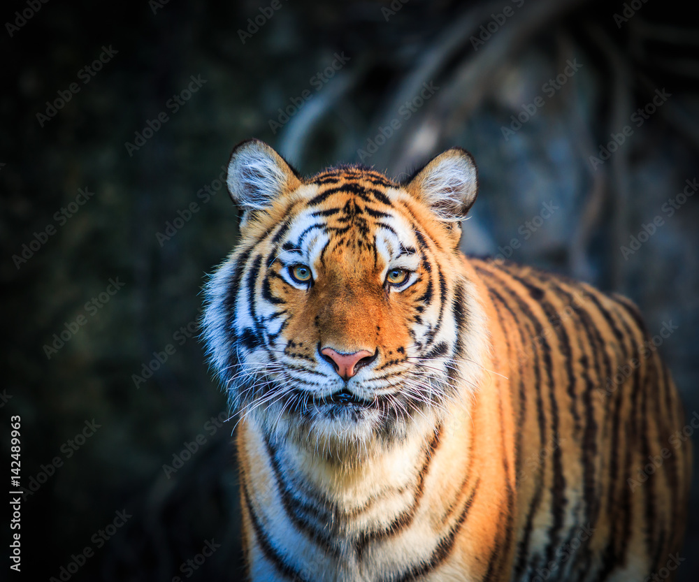 Tiger Tiger