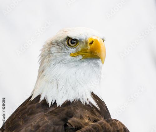 American Eagle or Bald Eagle