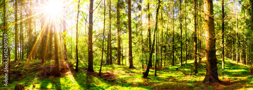 Fototapeta Naklejka Na Ścianę i Meble -  Vom Sonnenlicht durchfluteter Wald im Sommer