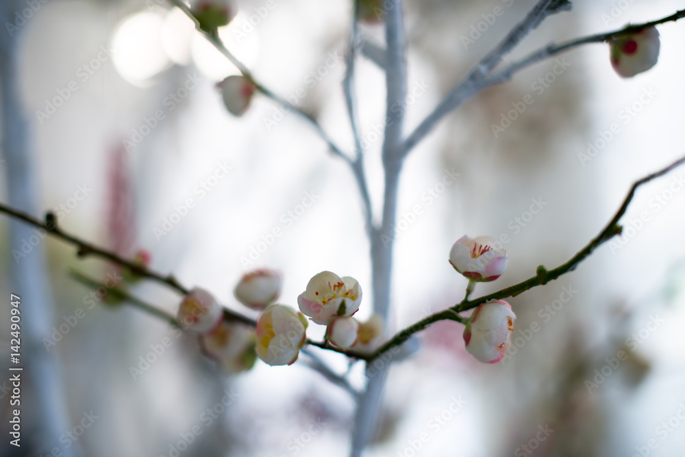 Spring cherry blossom on the white background Spring cherry blossom on the white background