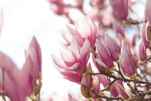 Rosa Magnolienbl  ten im Fr  hling  Sonnenstrahlen