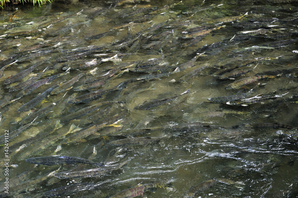 Obraz premium カラフトマス