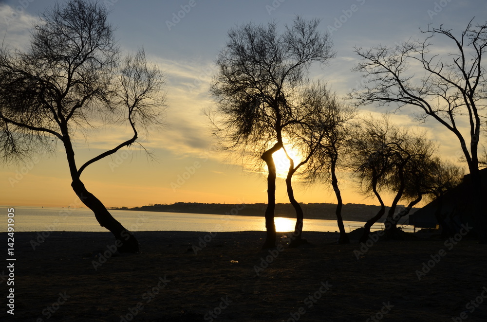 Obraz premium Sahil de ağaç silüetleri