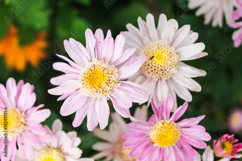 Violet and White Daisies