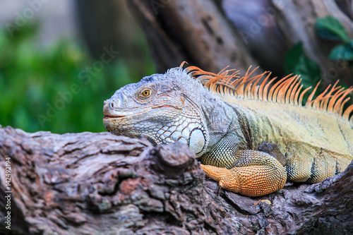 Green Iguana © Photo Gallery