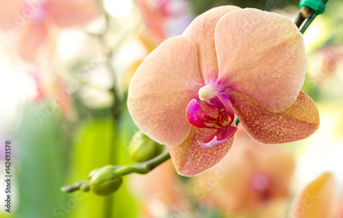 Fototapeta Naklejka Na Ścianę i Meble -  Phalaenopsis orchid flower