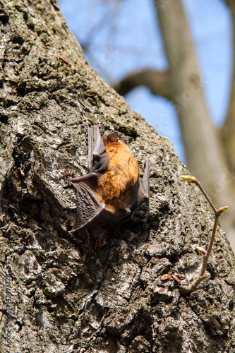 Small bat on tree. Close up of Pipistrellus nathusii (Nathusius' Pipistrelle) bat on bark tree in Romania.