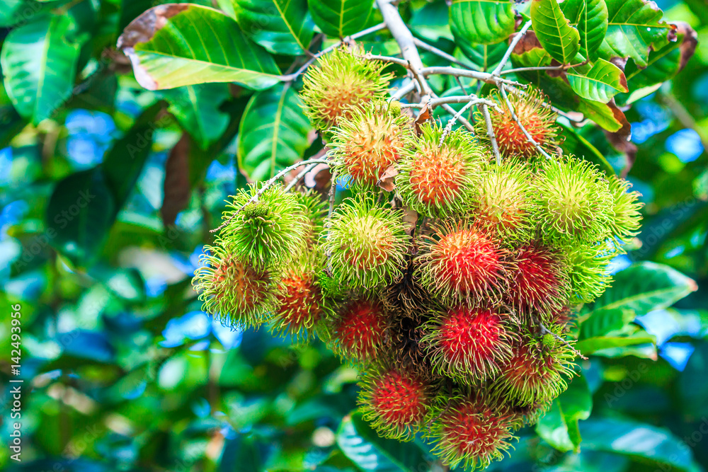 Rambutan is the tropical fruit of Thailand Rambutan is the tropical fruit of Thailand
