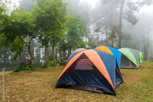 Camping in pine forest with fog in morning