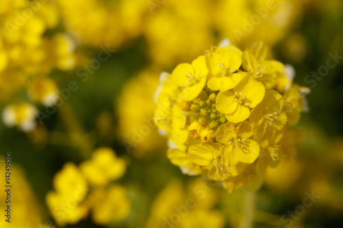 Rape field(菜の花畑)