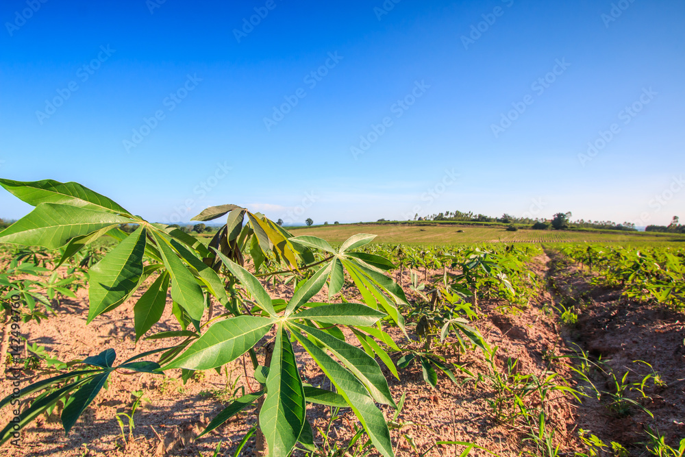 Cassava farmland is the typical agriculture in Thailand Cassava farmland is the typical agriculture in Thailand