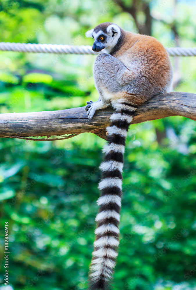 Naklejka premium Ring-tailed lemur or Lemur catta