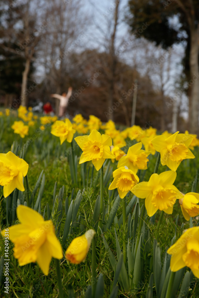 Fototapeta premium Daffodil