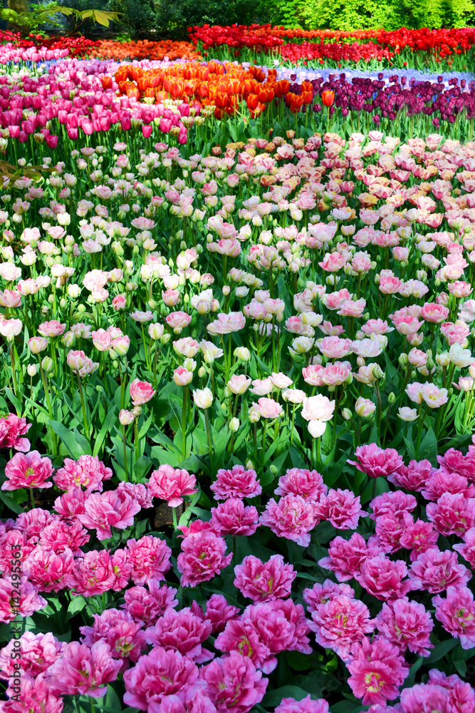 Flower bed of colourful tulips in spring. Keukenhof park Netherlands.