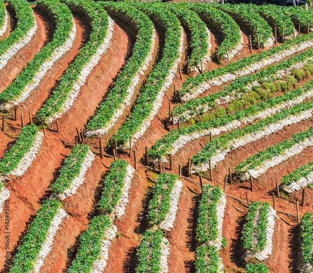 Strawberry garden at Doi Ang Khang in Chiangmai province of Thailand Strawberry garden at Doi Ang Khang in Chiangmai province of Thailand