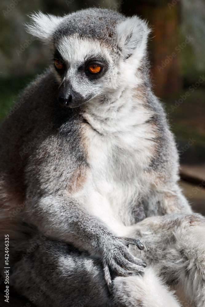 Portrait of lemur curiously looking Portrait of lemur curiously looking