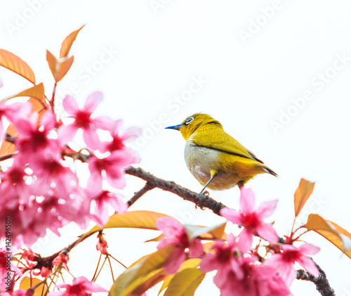 White-eye bird and Cherry blossom or Sakura  © Photo Gallery