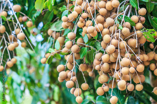 Tropical fruit called Longan in Chiangmai province of Thailand. Mostly plant in the north of Thailand