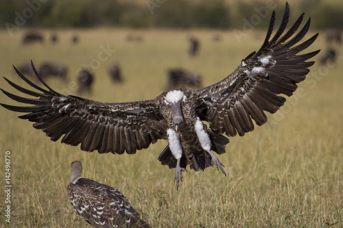 Vulture © bbergestock66