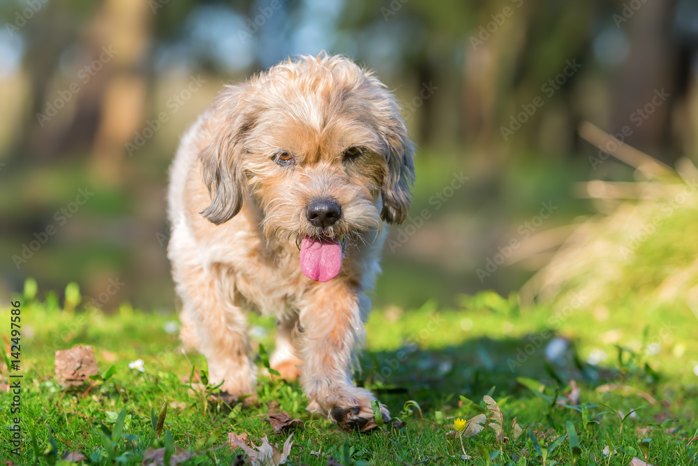 cute older small dog outdoors