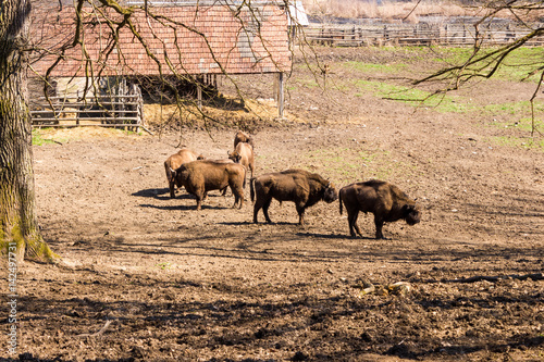 aurochs bison buffalo photo