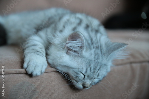 Cute Grey Domestic Kitten on the couch