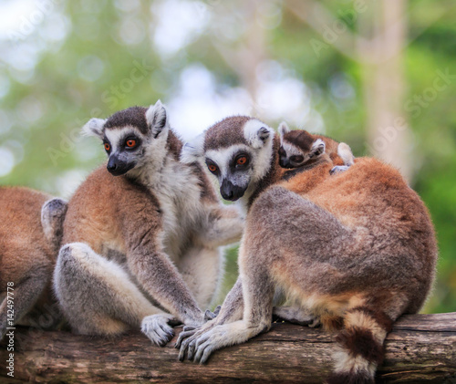 Ring-tailed lemur or Lemur catta 