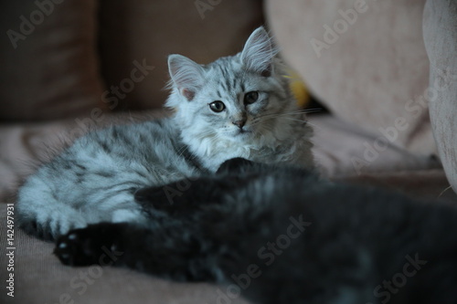 Cute Grey Domestic Kitten on the couch