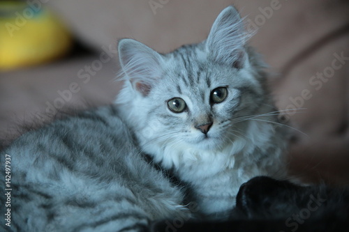 Cute Grey Domestic Kitten on the couch