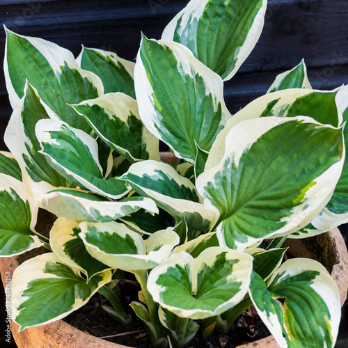 Hosta Minuteman