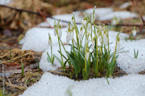 Group of snowdrop flowers growing in snow © Andris Tkachenko