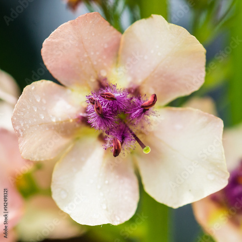 Verbascum Single