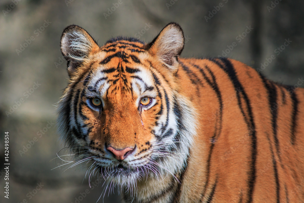 Naklejka premium Tiger