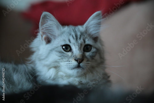 Cute Grey Domestic Kitten on the couch