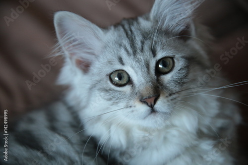 Cute Grey Domestic Kitten on the couch