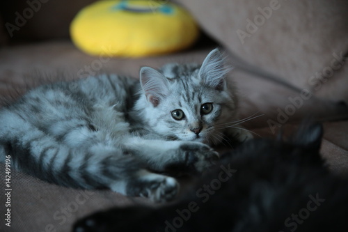 Cute Grey Domestic Kitten on the couch