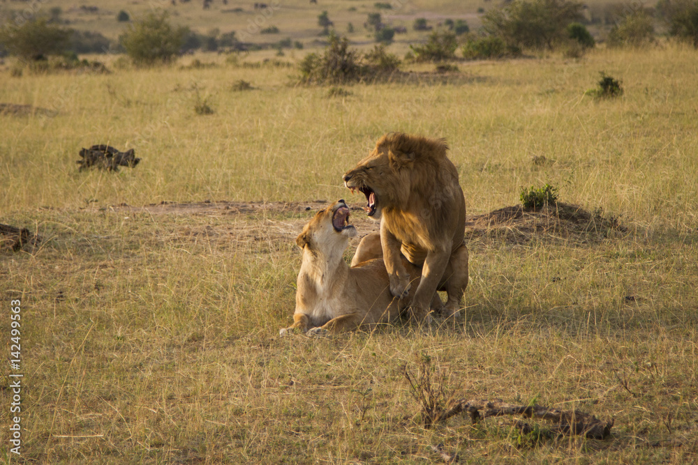 Lions mating Lions mating