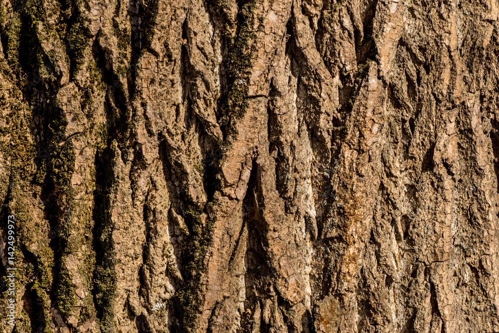 Obraz premium texture of tree bark