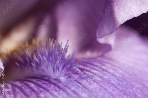 Fototapeta Naklejka Na Ścianę i Meble -  Iris flower fragment macro
