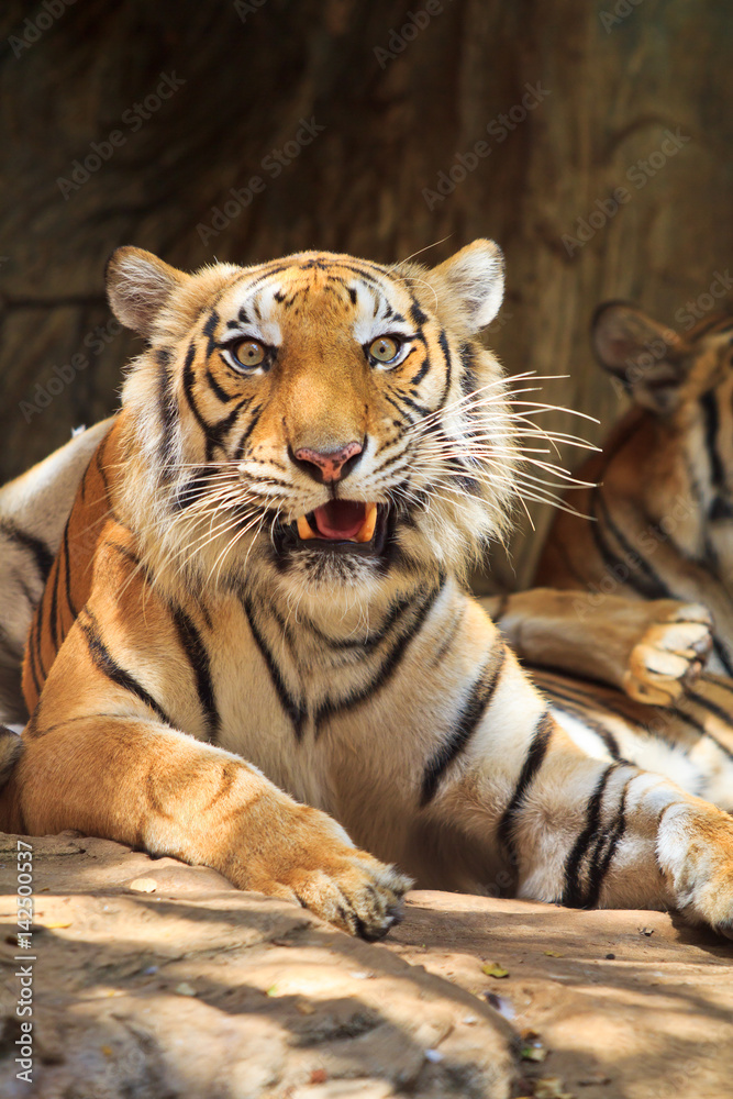 Fototapeta premium Tiger